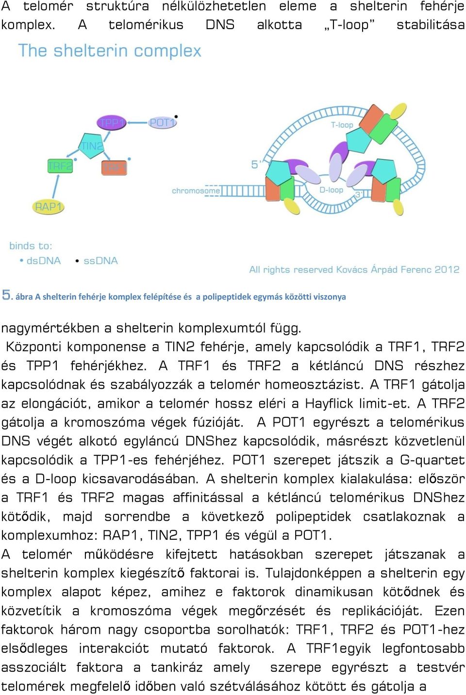 Központi komponense a TIN2 fehérje, amely kapcsolódik a TRF1, TRF2 és TPP1 fehérjékhez. A TRF1 és TRF2 a kétláncú DNS részhez kapcsolódnak és szabályozzák a telomér homeosztázist.