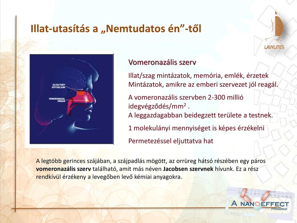 1 molekulányi mennyiséget is képes érzékelni Permetezéssel eljuttatva hat A legtöbb gerinces szájában, a szájpadlás mögött, az orrüreg