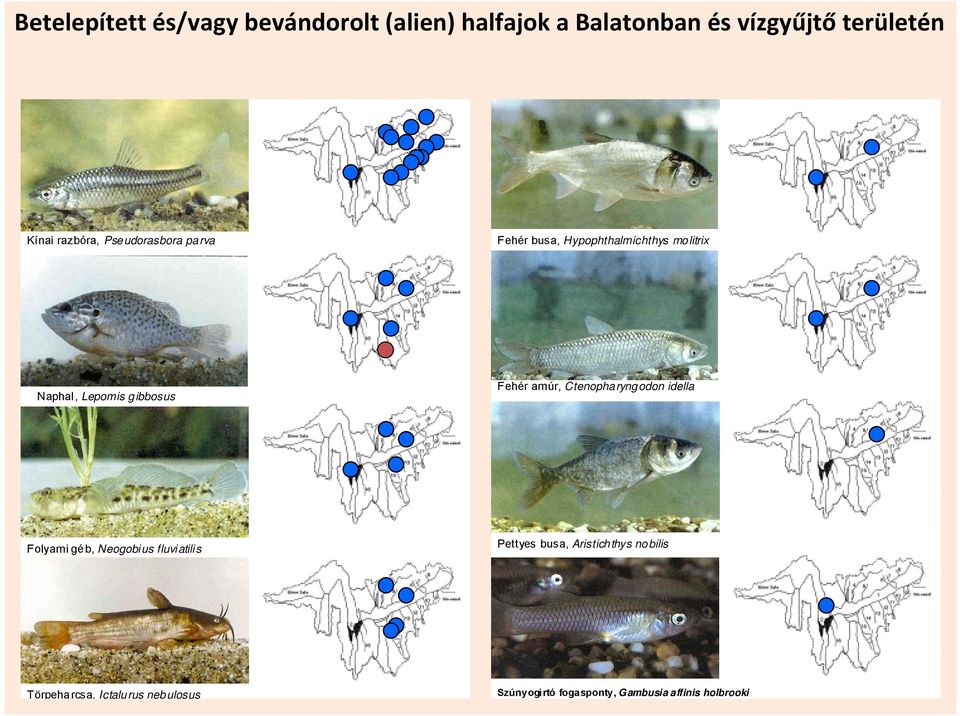 Fehér amúr, Ctenopharyngodon idella Folyami géb, Neogobius fluviatilis Pettyes busa,