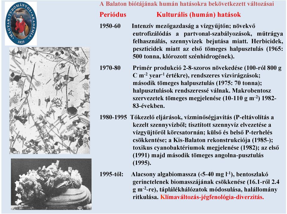 197-8 Primér produkció 2-8-szoros növekedése (1-ról 8 g C m -2 year -1 értékre), rendszeres vízvirágzások; második tömeges halpusztulás (1975: 7 tonna); halpusztulások rendszeressé válnak.