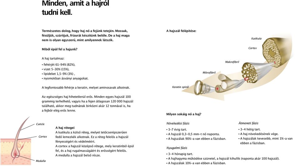 Mikrofibril Makrofibril A legfontosabb fehérje a keratin, melyet aminosavak alkotnak. Keratin spirál Az egészséges haj hihetetlenül erős.