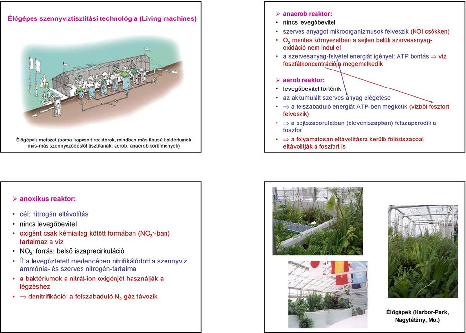 baktériumok más-más szennyeződéstől tisztítanak: aerob, anaerob körülmények) aerob reaktor: levegőbevitel történik az akkumulált szerves anyag elégetése a felszabaduló energiát ATP-ben megkötik