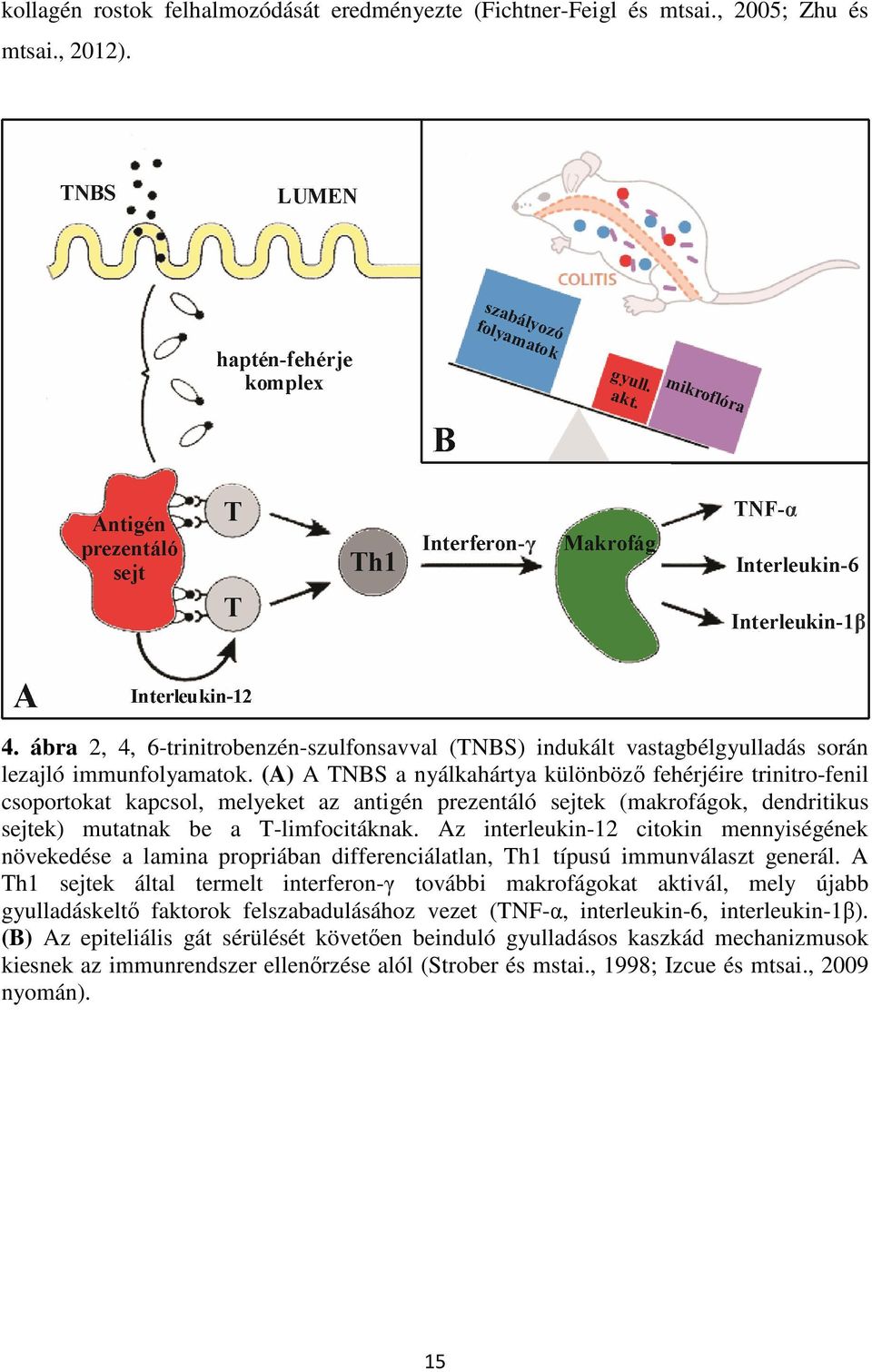 (A) A TNBS a nyálkahártya különbözı fehérjéire trinitro-fenil csoportokat kapcsol, melyeket az antigén prezentáló sejtek (makrofágok, dendritikus sejtek) mutatnak be a T-limfocitáknak.