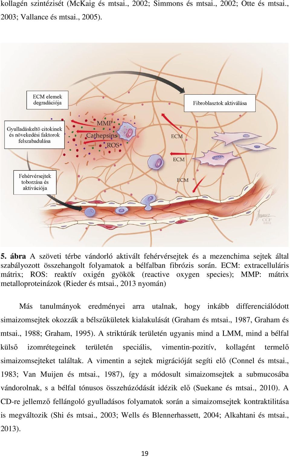 ECM: extracelluláris mátrix; ROS: reaktív oxigén gyökök (reactive oxygen species); MMP: mátrix metalloproteinázok (Rieder és mtsai.