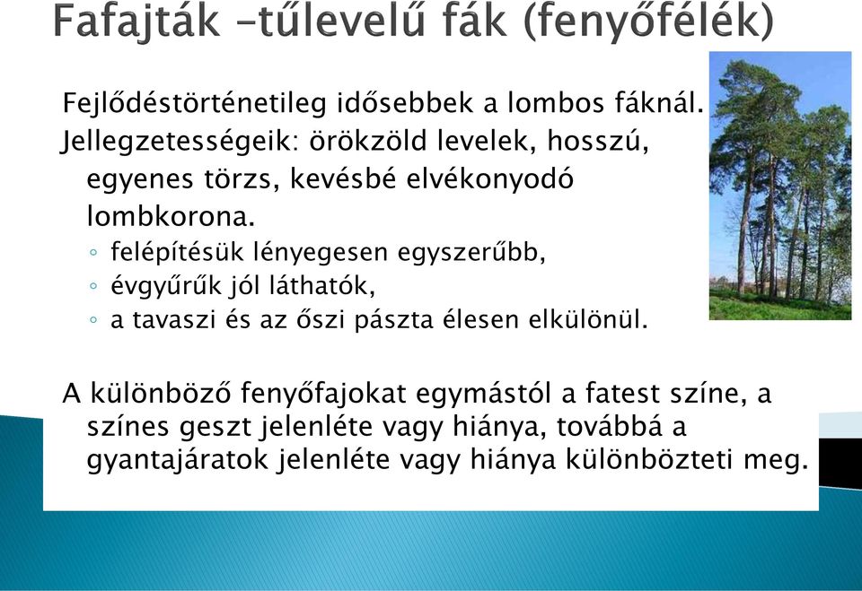 felépítésük lényegesen egyszerűbb, évgyűrűk jól láthatók, a tavaszi és az őszi pászta élesen