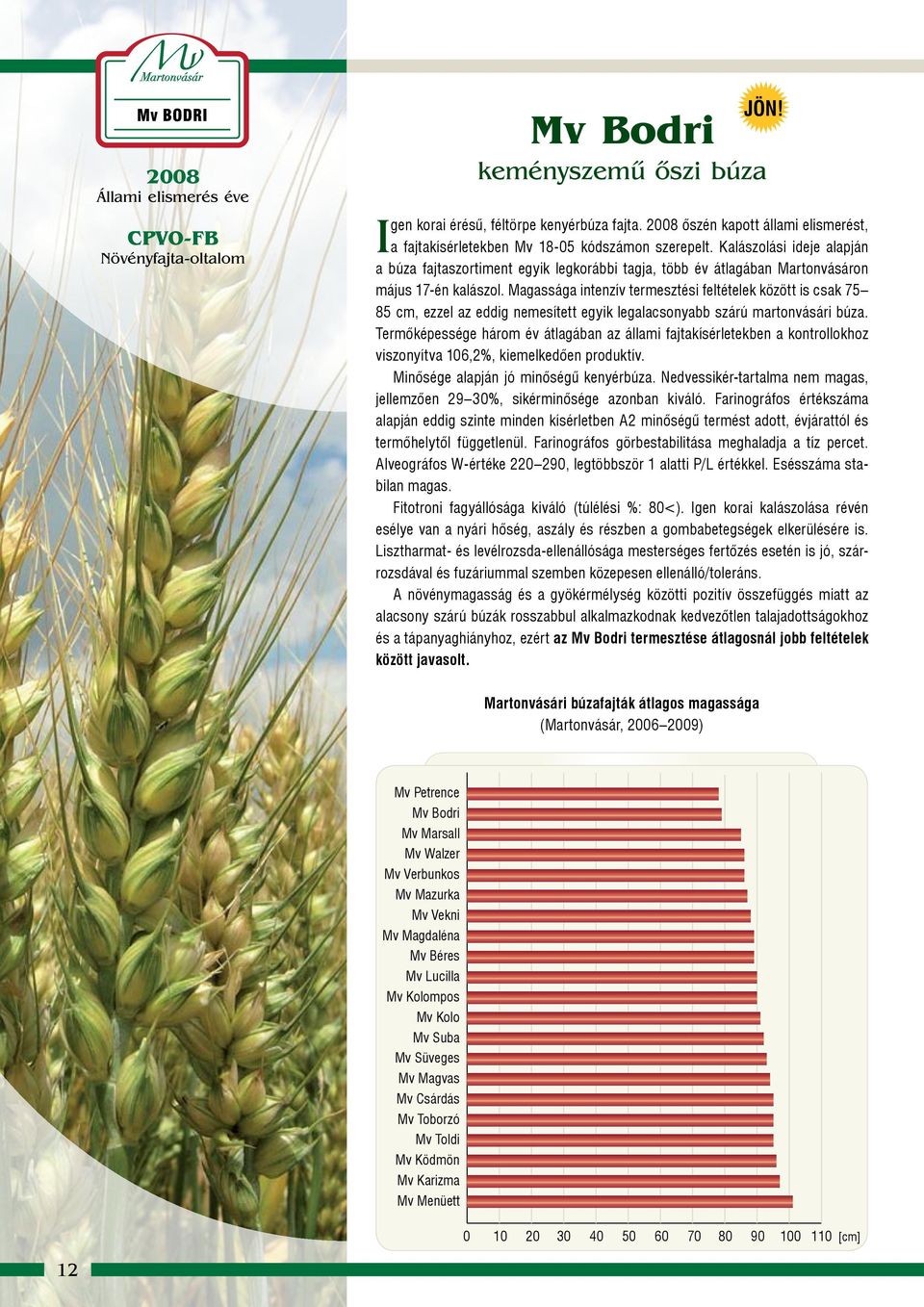 Magassága intenzív termesztési feltételek között is csak 75 85 cm, ezzel az eddig nemesített egyik legalacsonyabb szárú martonvásári búza.