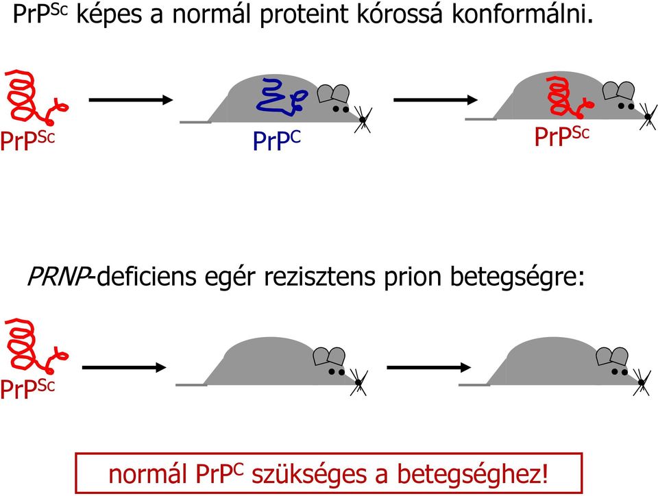 PrP Sc PrP C PrP Sc PRNP-deficiens egér