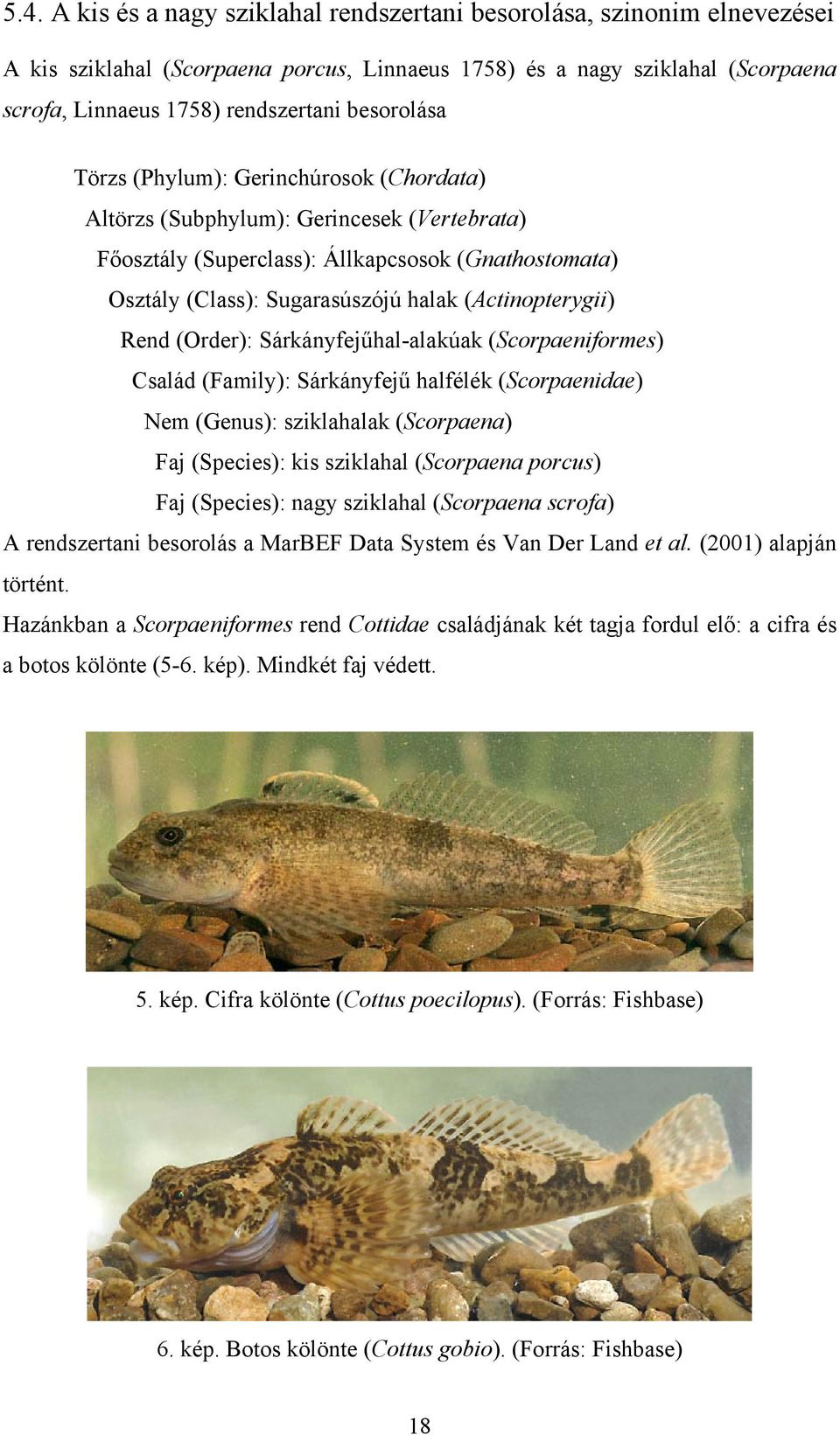 (Actinopterygii) Rend (Order): Sárkányfejűhal-alakúak (Scorpaeniformes) Család (Family): Sárkányfejű halfélék (Scorpaenidae) Nem (Genus): sziklahalak (Scorpaena) Faj (Species): kis sziklahal