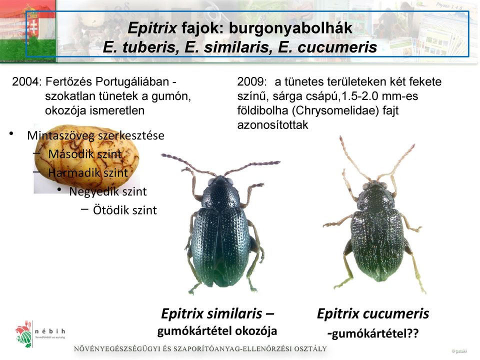 szerkesztése Második szint Harmadik szint Negyedik szint Ötödik szint 2009: a tünetes területeken két