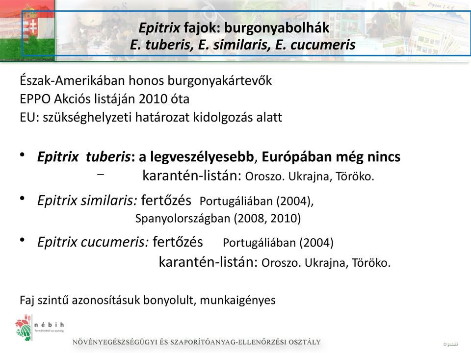 alatt Epitrix tuberis: a legveszélyesebb, Európában még nincs karantén-listán: Oroszo. Ukrajna, Töröko.