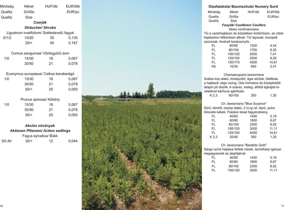 Fagus sylvatica/ Bükk 3/0 AV 30/+ 12 0,044 Díszfaiskola/ Baumschule/ Nursery Surd Minõség Méret HUF/db EUR/Stk Fenyõk/ Coniferen/ Conifers Abies nordmanniana Tûi a vezérhajtáson és közelében