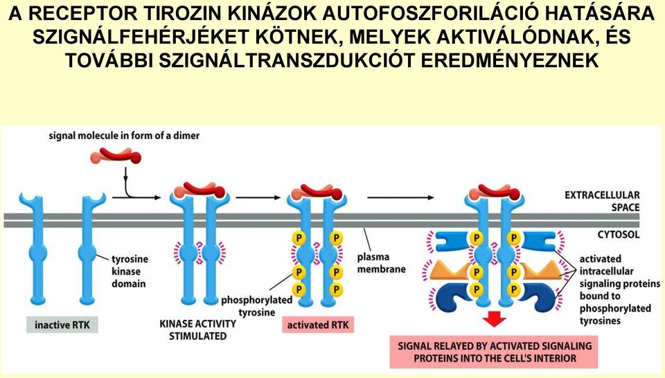 SZIGNÁLFEHÉRJÉKET KÖTNEK, MELYEK