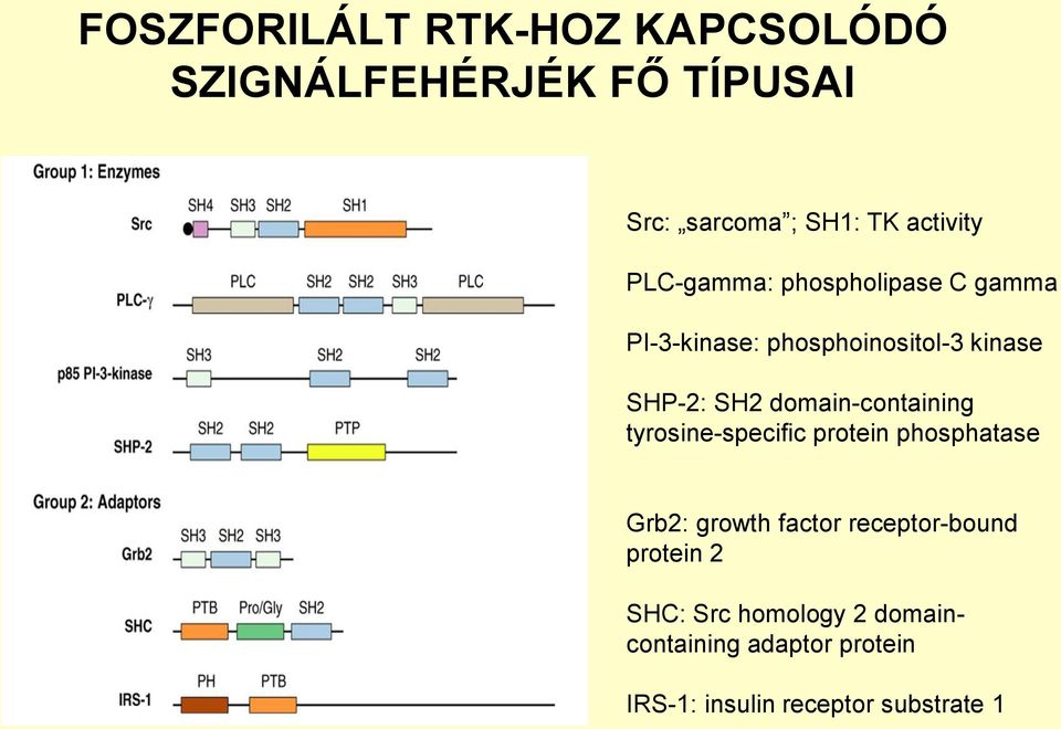 domain-containing tyrosine-specific protein phosphatase Grb2: growth factor receptor-bound