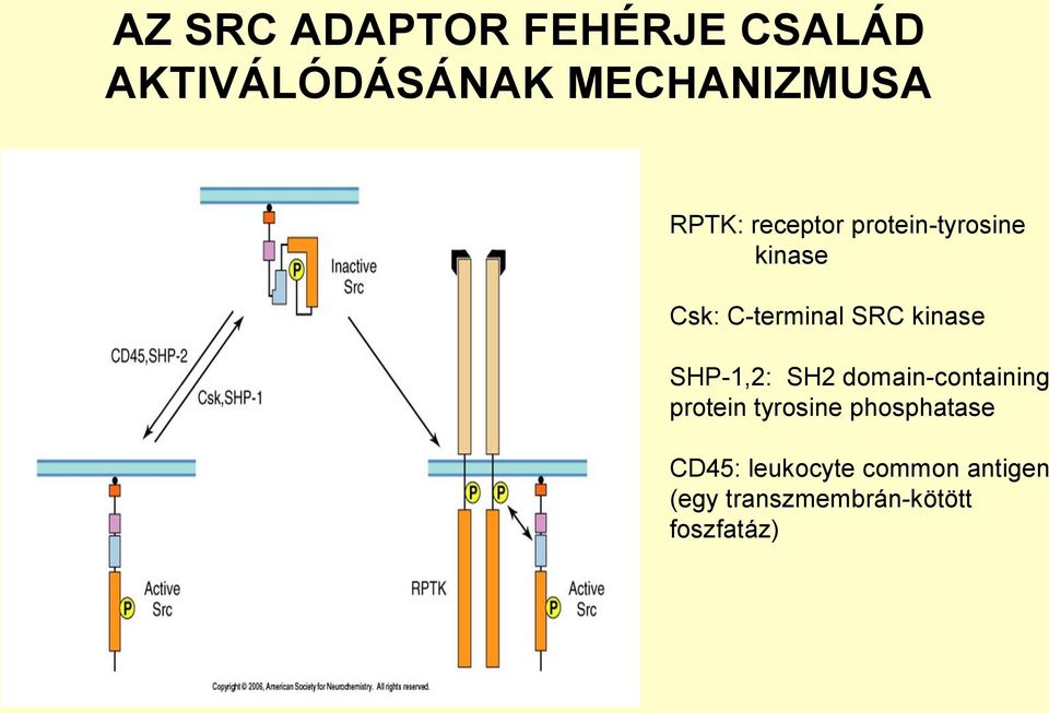 kinase SHP-1,2: SH2 domain-containing protein tyrosine