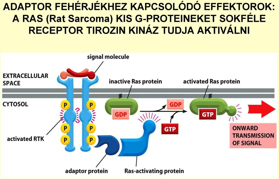 KIS G-PROTEINEKET SOKFÉLE