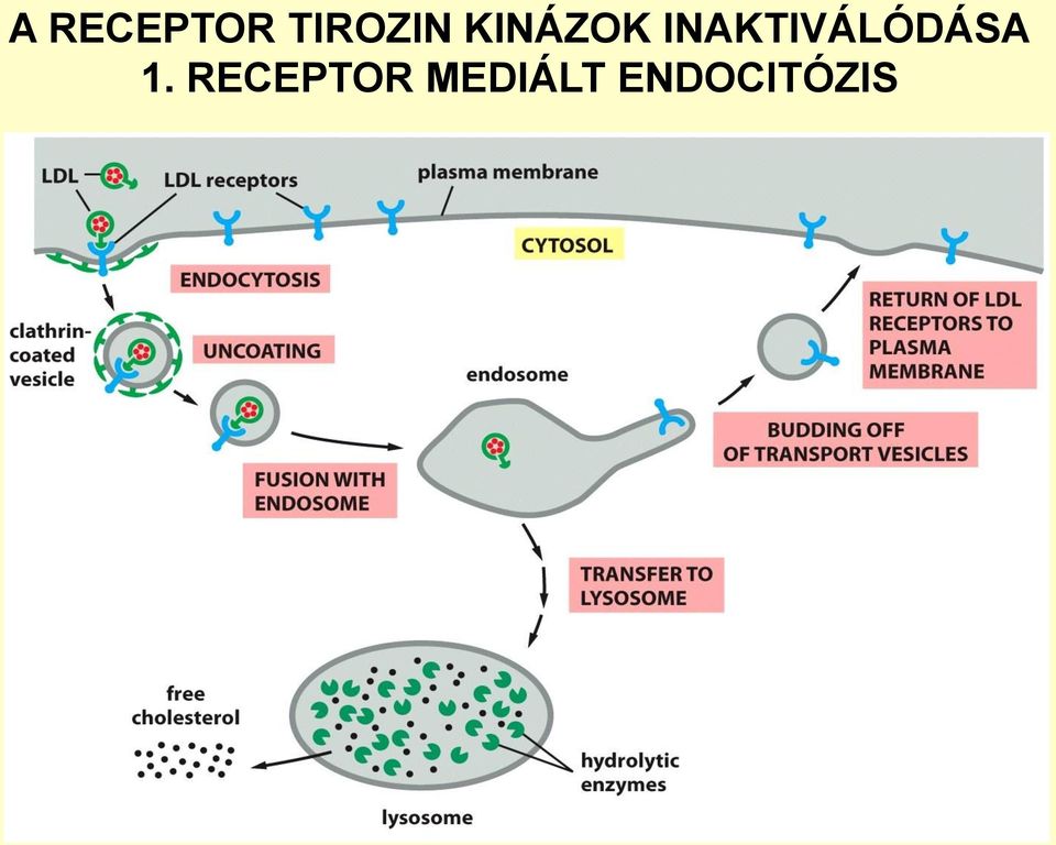 INAKTIVÁLÓDÁSA 1.