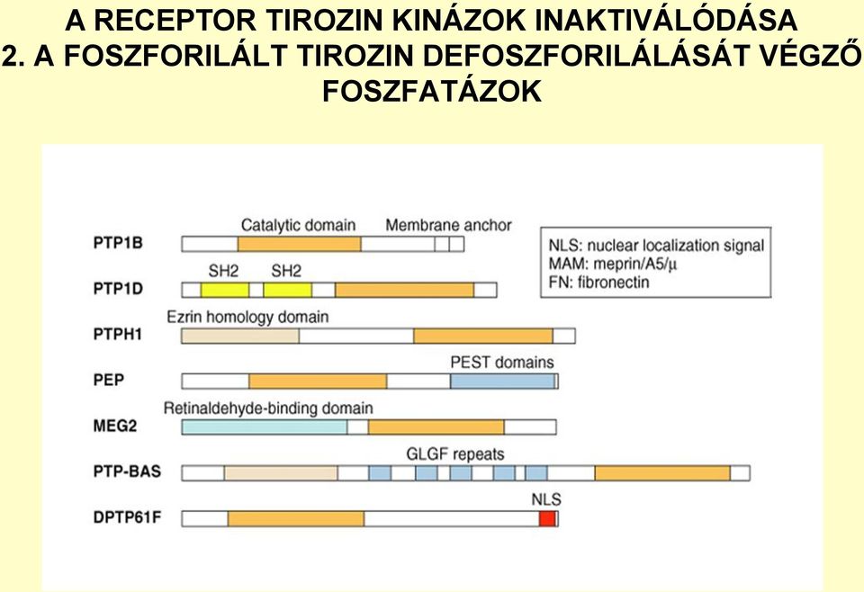 A FOSZFORILÁLT TIROZIN