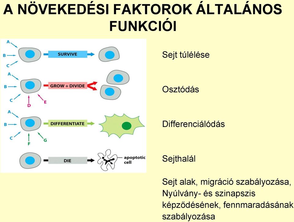 Sejt alak, migráció szabályozása, Nyúlvány- és