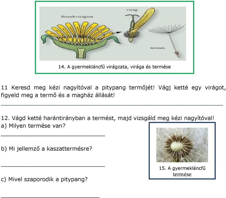 Vágd ketté harántirányban a termést, majd vizsgáld meg kézi nagyítóval!