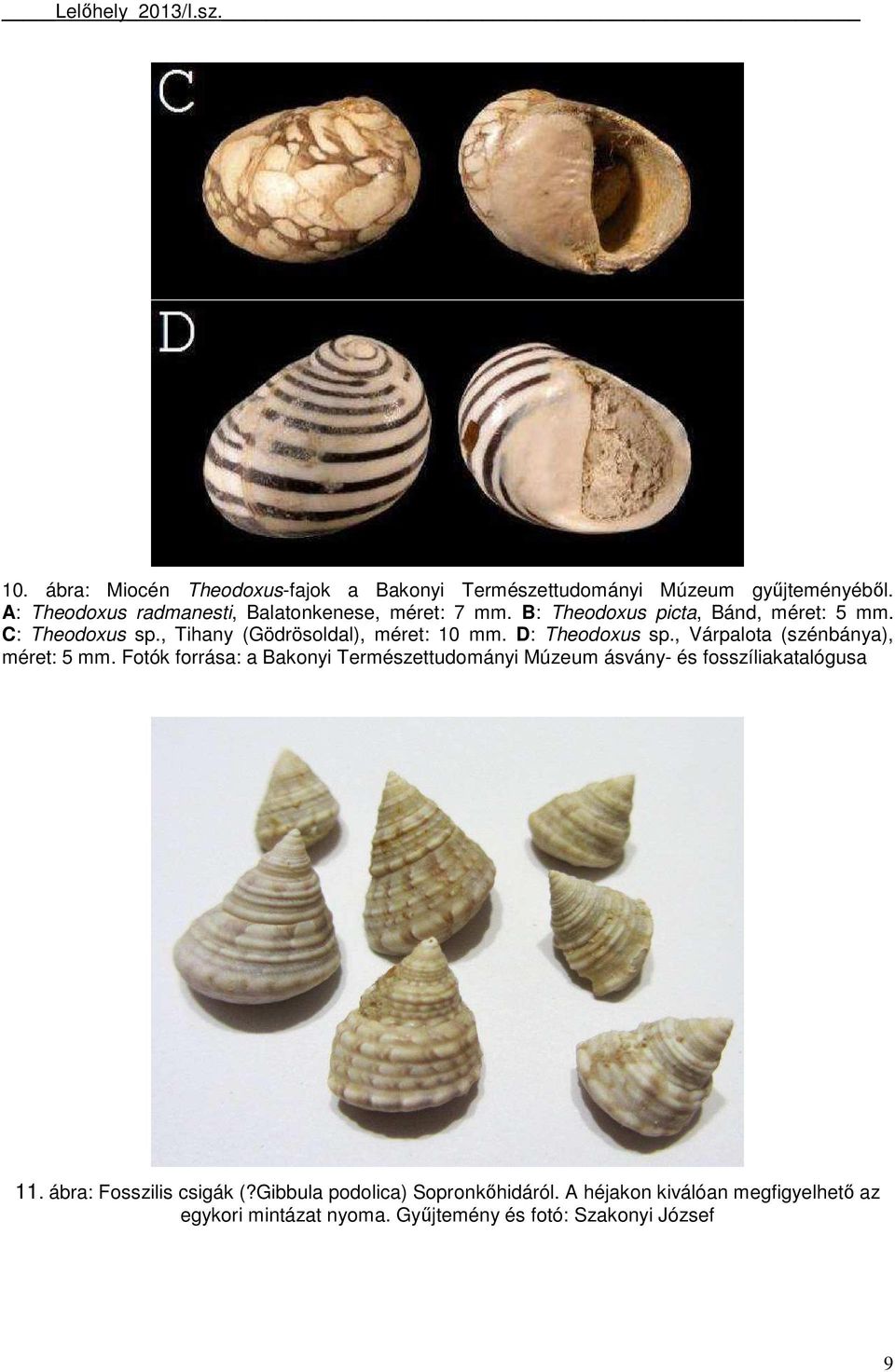 , Tihany (Gödrösoldal), méret: 10 mm. D: Theodoxus sp., Várpalota (szénbánya), méret: 5 mm.