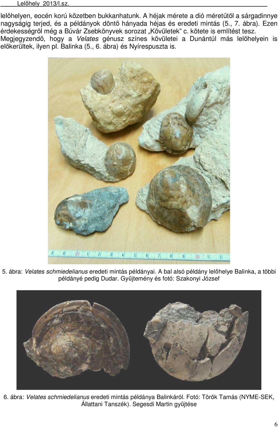 Megjegyzendı, hogy a Velates génusz színes kövületei a Dunántúl más lelıhelyein is elıkerültek, ilyen pl. Balinka (5., 6. ábra) és Nyírespuszta is. 5.