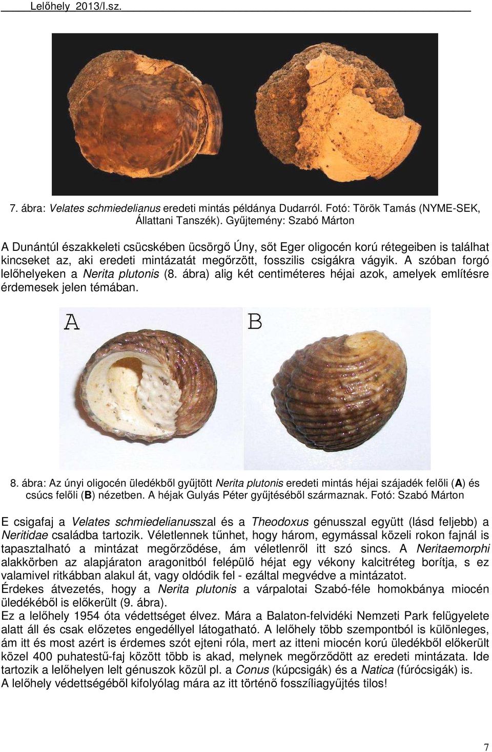 A szóban forgó lelıhelyeken a Nerita plutonis (8. ábra) alig két centiméteres héjai azok, amelyek említésre érdemesek jelen témában. 8.