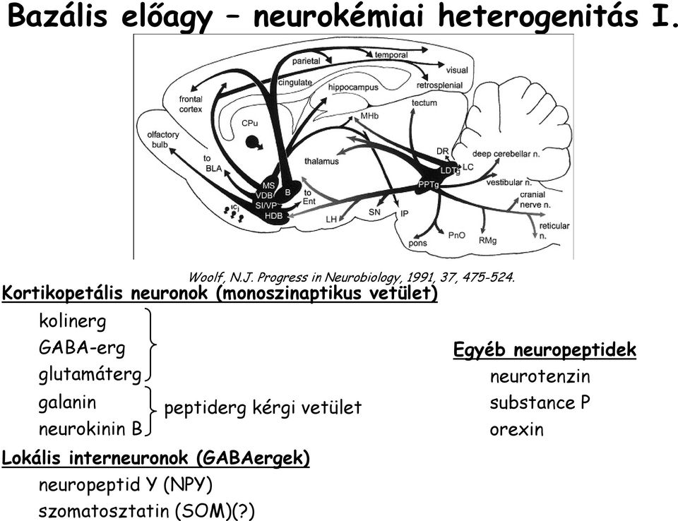 Kortikopetális neuronok (monoszinaptikus vetület) kolinerg GABA-erg glutamáterg galanin