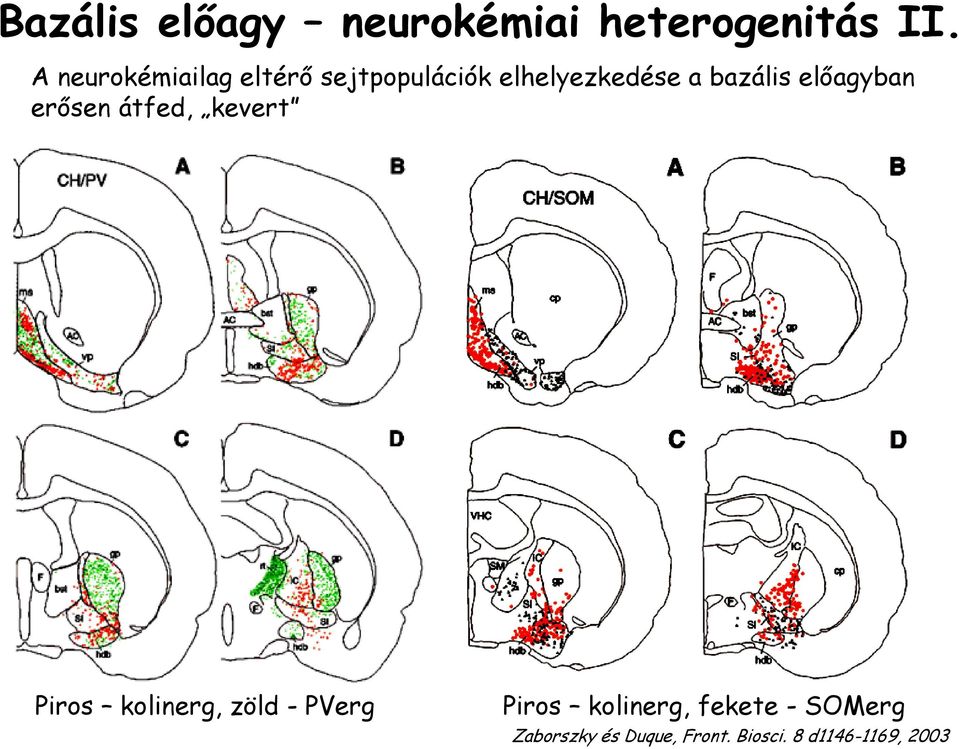 előagyban erősen átfed, kevert Piros kolinerg, zöld - PVerg