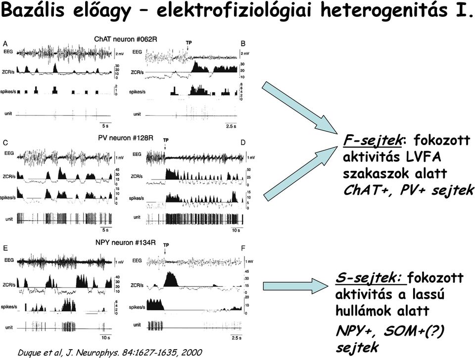 PV+ sejtek Duque et al, J. Neurophys.