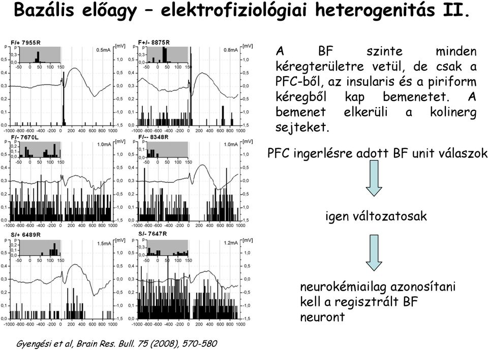 kéregből kap bemenetet. A bemenet elkerüli a kolinerg sejteket.