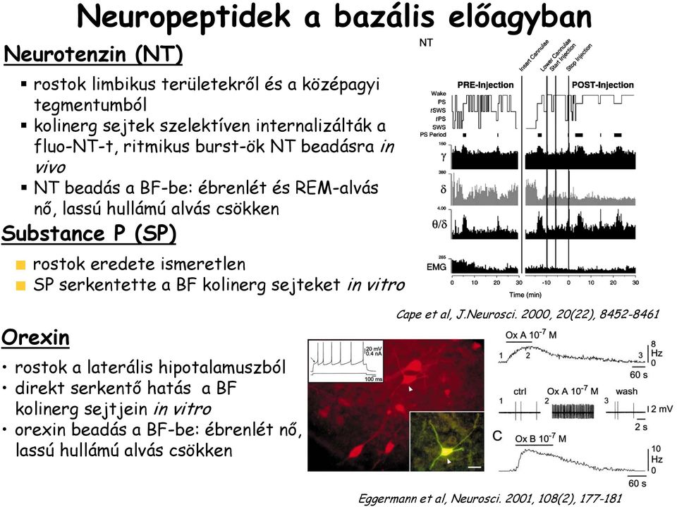 ismeretlen SP serkentette a BF kolinerg sejteket in vitro Orexin rostok a laterális hipotalamuszból direkt serkentő hatás a BF kolinerg sejtjein in vitro