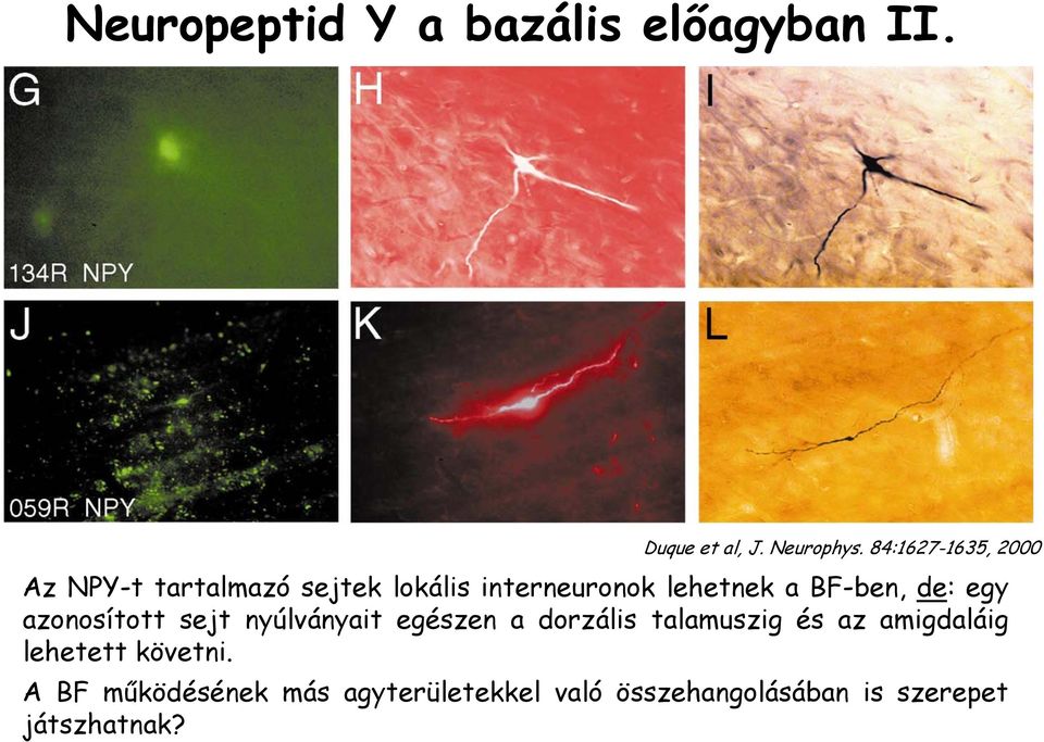 BF-ben, de: egy azonosított sejt nyúlványait egészen a dorzális talamuszig és az