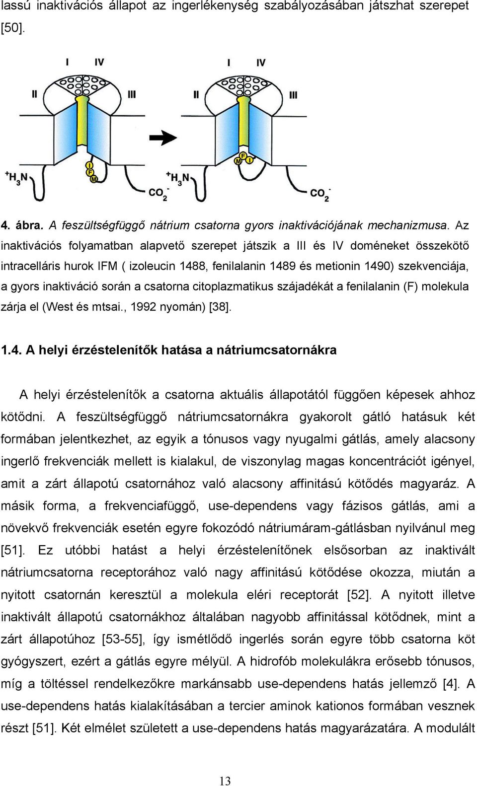 során a csatorna citoplazmatikus szájadékát a fenilalanin (F) molekula zárja el (West és mtsai., 1992 nyomán) [38]. 1.4.