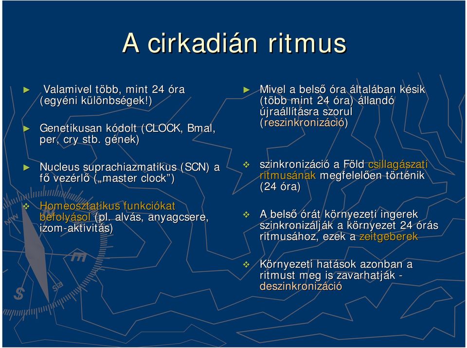 clock ) szinkronizáci ció a Föld F csillagászati szati ritmusának megfelelően en törtt rténik (24 óra) Homeosztatikus funkciókat kat befolyásol (pl.