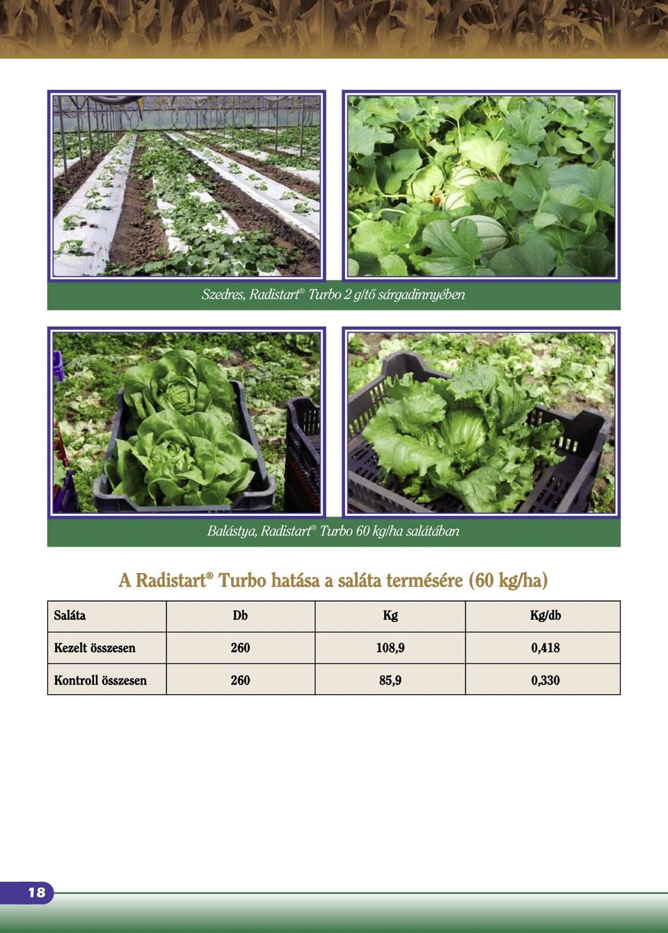 hatása a saláta termésére (60 kg/ha) Saláta Db Kg Kg/db