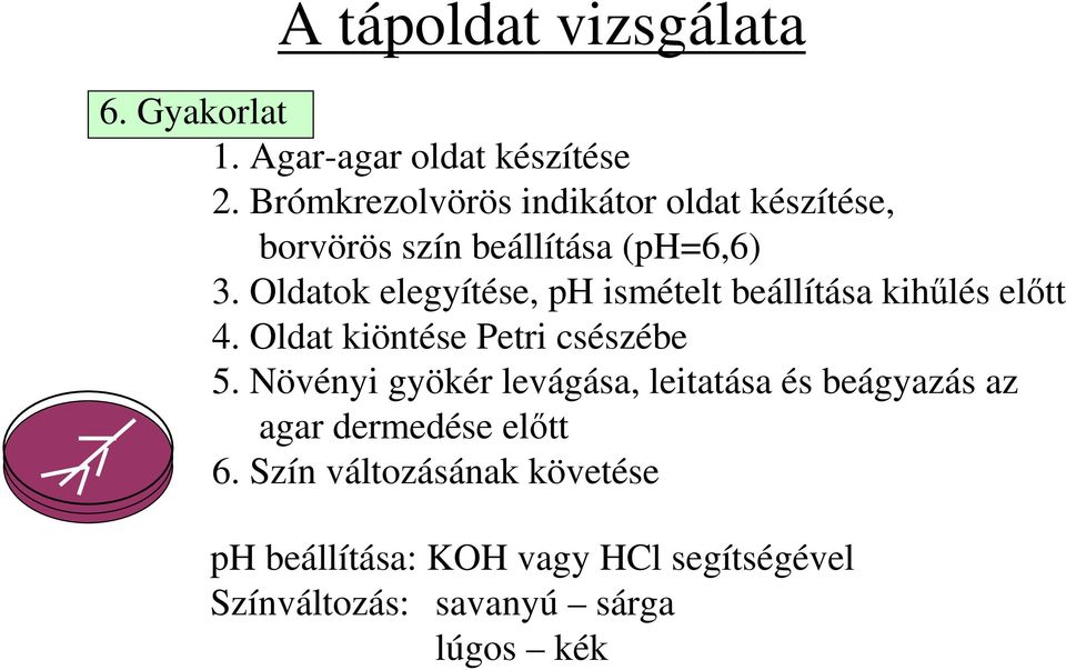 Oldatok elegyítése, ph ismételt beállítása kihőlés elıtt 4. Oldat kiöntése Petri csészébe 5.