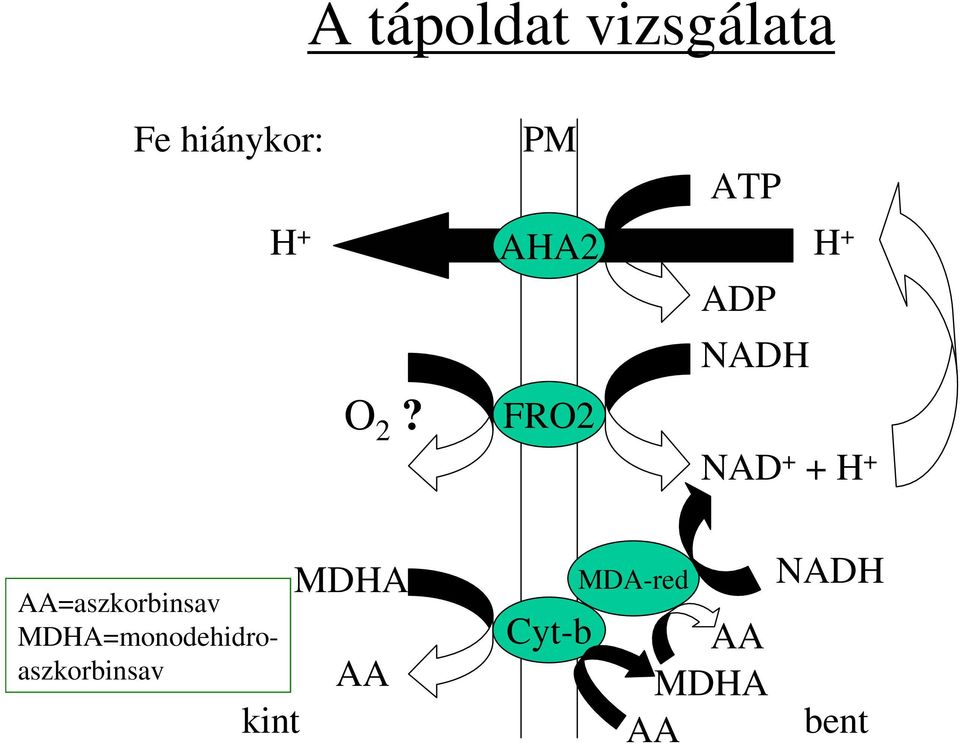 FRO2 NAD + + H + AA=aszkorbinsav