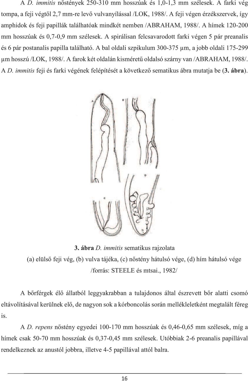 A spirálisan felcsavarodott farki végen 5 pár preanalis és 6 pár postanalis papilla található. A bal oldali szpikulum 300-375 µm, a jobb oldali 175-299 µm hosszú /LOK, 1988/.