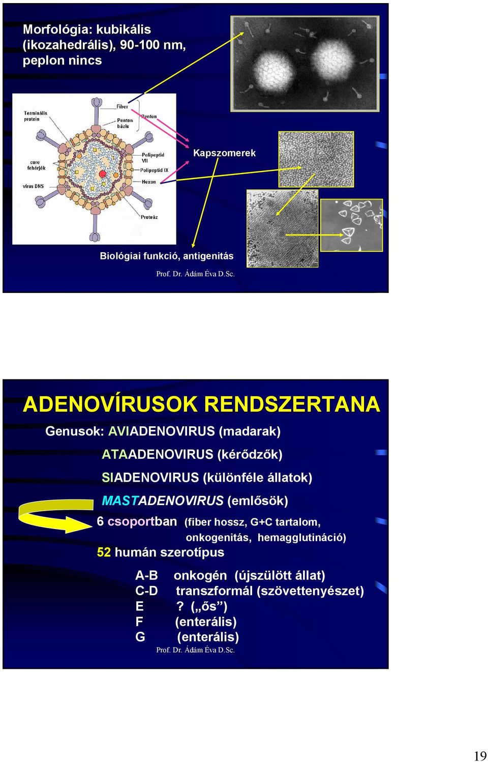 állatok) MASTADENOVIRUS (emlısök) 6 csoportban (fiber hossz, G+C tartalom, onkogenitás, hemagglutináció) 52