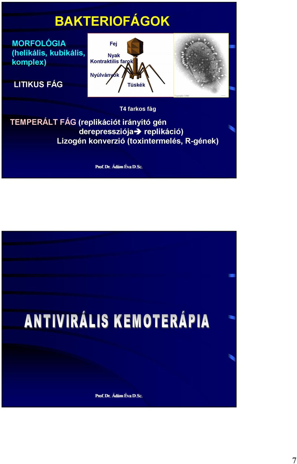 TEMPERÁLT FÁG (replikációt irányító gén derepressziója replikáció)