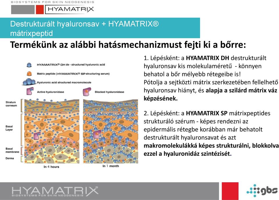 Pótolja a sejtközti mátrix szerkezetében fellelhető hyaluronsav hiányt, és alapja a szilárd mátrix váz képzésének. 2.