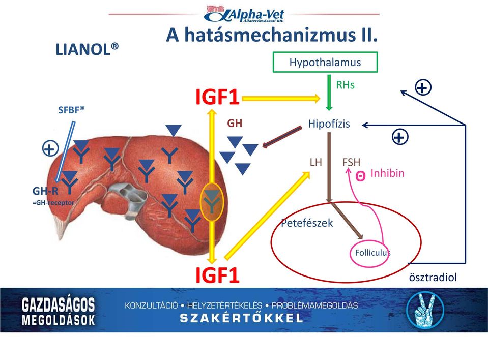 IGF1 GH Hypothalamus RHs Hipofízis