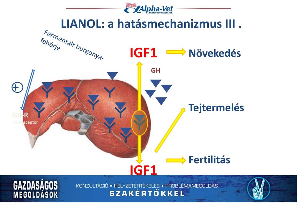 + GH-R =GH-receptor IGF1