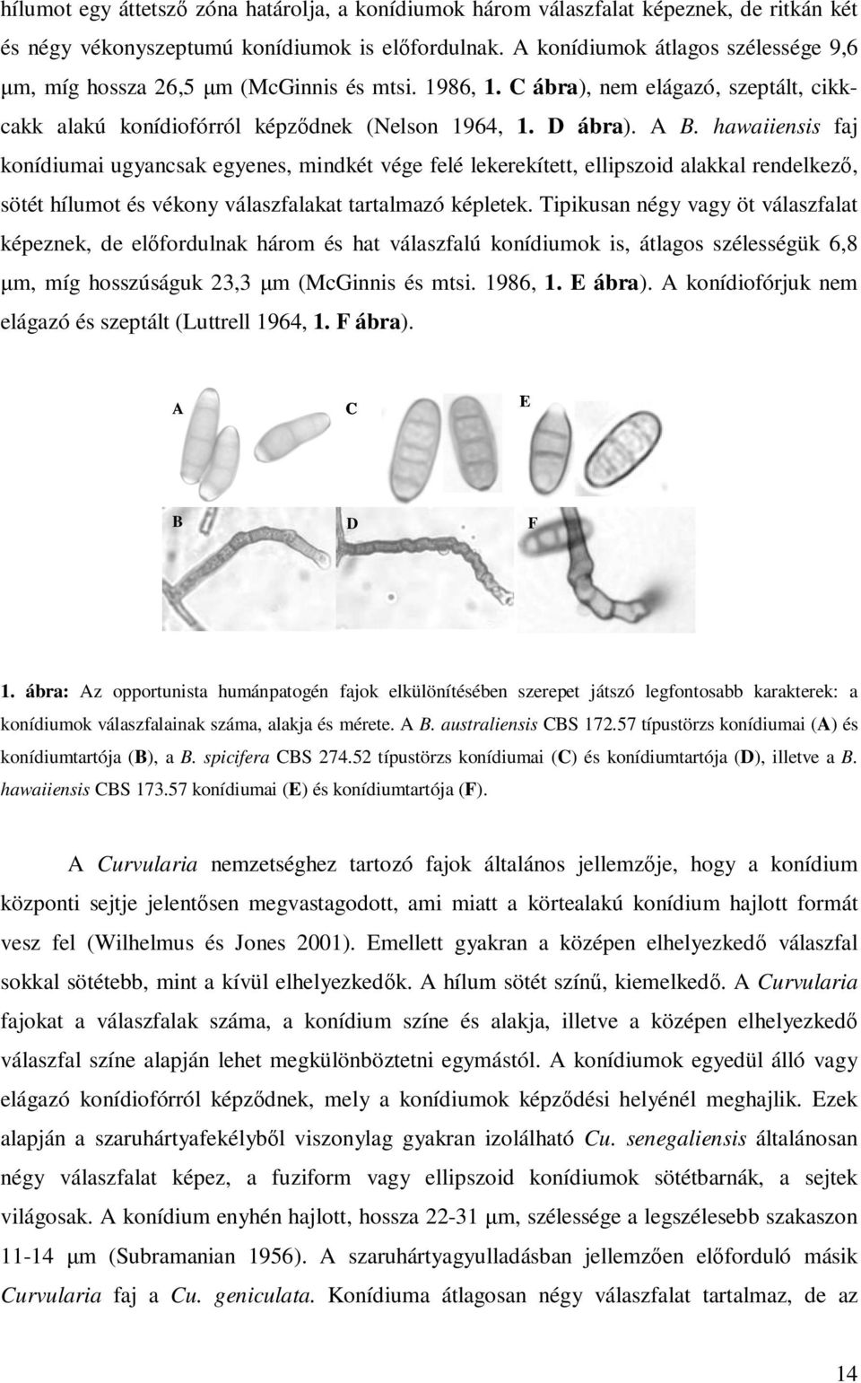 hawaiiensis faj konídiumai ugyancsak egyenes, mindkét vége felé lekerekített, ellipszoid alakkal rendelkező, sötét hílumot és vékony válaszfalakat tartalmazó képletek.