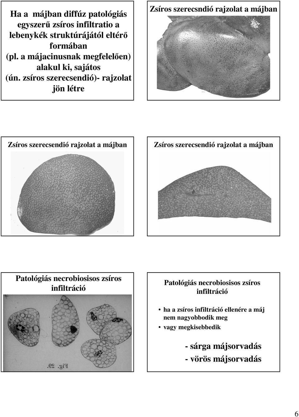 zsíros szerecsendió)- rajzolat jön létre Zsíros szerecsndió rajzolat a Zsíros szerecsendió rajzolat a Zsíros szerecsendió