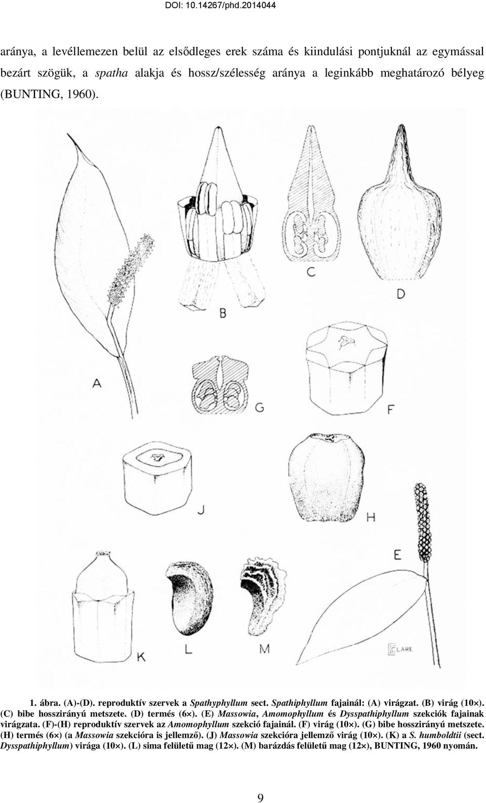 (E) Massowia, Amomophyllum és Dysspathiphyllum szekciók fajainak virágzata. (F)-(H) reproduktív szervek az Amomophyllum szekció fajainál. (F) virág (10 ). (G) bibe hosszirányú metszete.