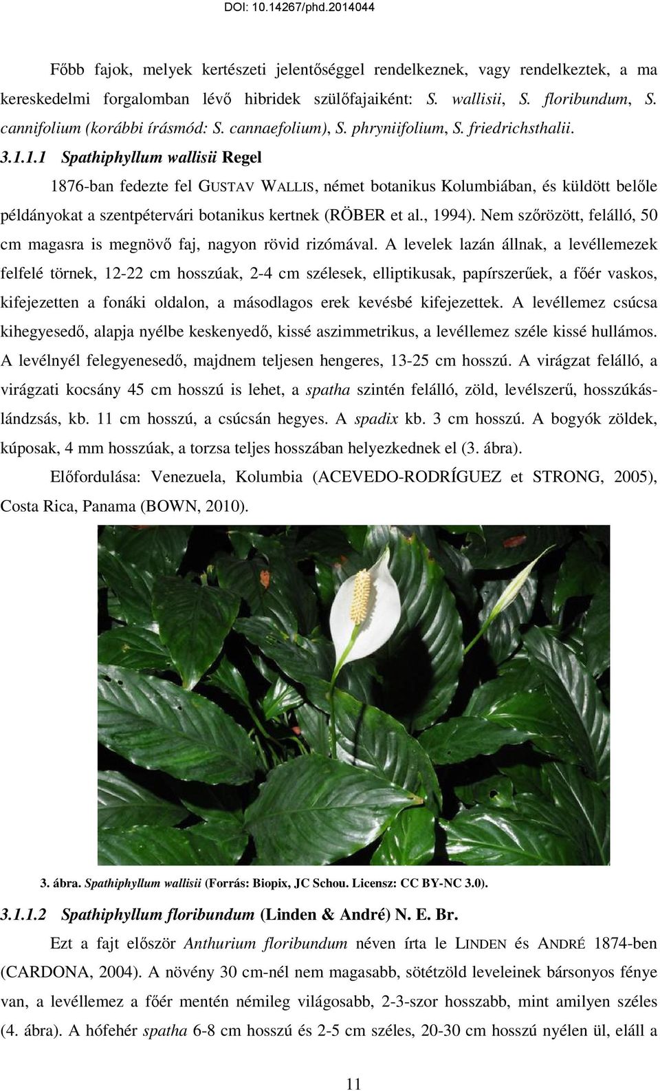 1.1 Spathiphyllum wallisii Regel 1876-ban fedezte fel GUSTAV WALLIS, német botanikus Kolumbiában, és küldött belıle példányokat a szentpétervári botanikus kertnek (RÖBER et al., 1994).