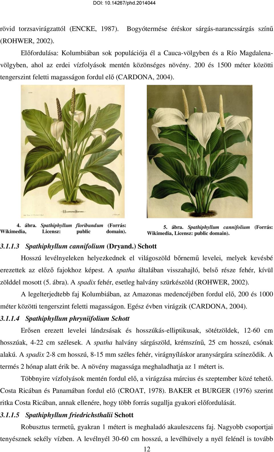 200 és 1500 méter közötti tengerszint feletti magasságon fordul elı (CARDONA, 2004). 4. ábra. Spathiphyllum floribundum (Forrás: Wikimedia, Licensz: public domain). 5. ábra. Spathiphyllum cannifolium (Forrás: Wikimedia, Licensz: public domain).