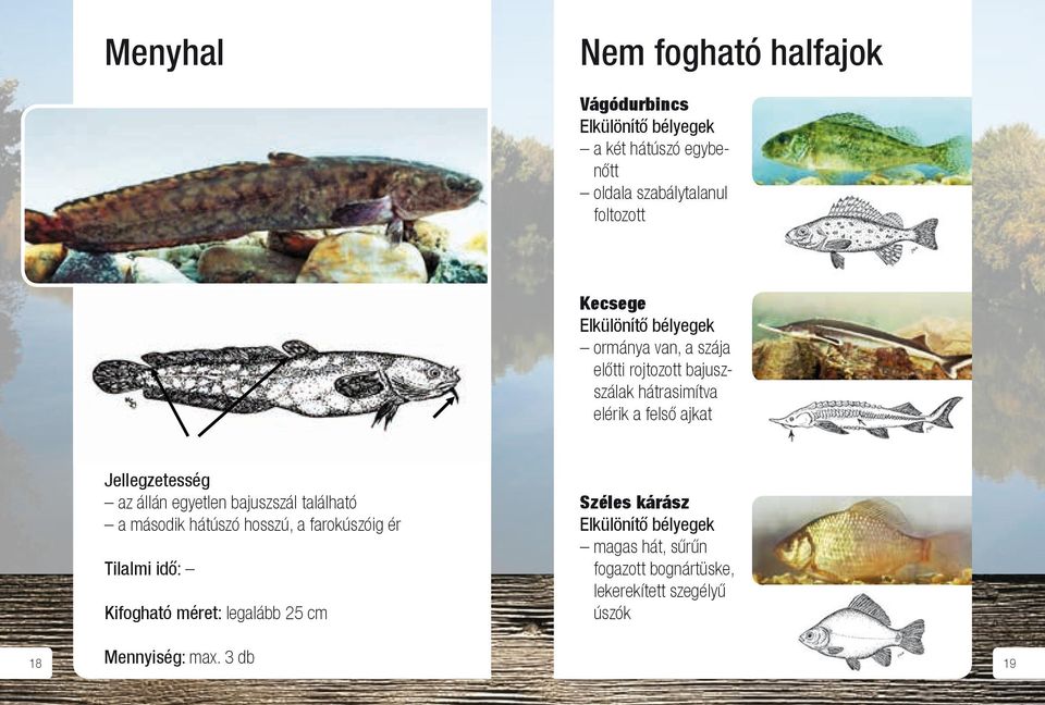 Nem fogható fajok: Kecsege Elkülönítő bélyegek ormánya van, a szája előtti rojtozott bajuszszálak hátrasimítva elérik a felső ajkat Kősüllő: Szája a szem közepéig ér, oldalán harántsávok, nincsenek