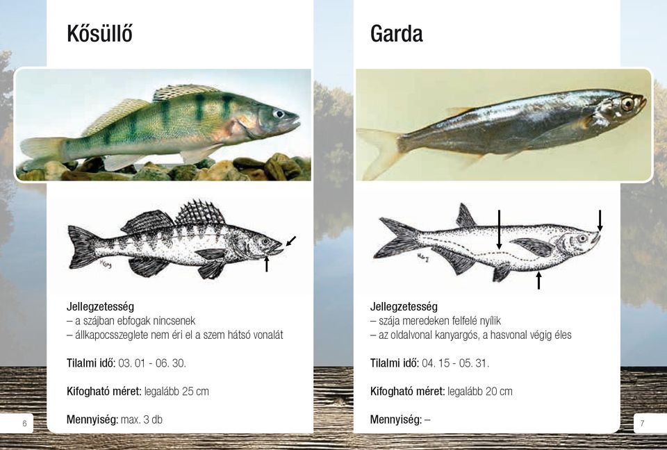 Kősüllő: Szája a szem közepéig ér, oldalán harántsávok, nincsenek kiemelkedő ebf da: Kősüllő Garda Kősüllő Garda a szájban ebfogak nincsenek